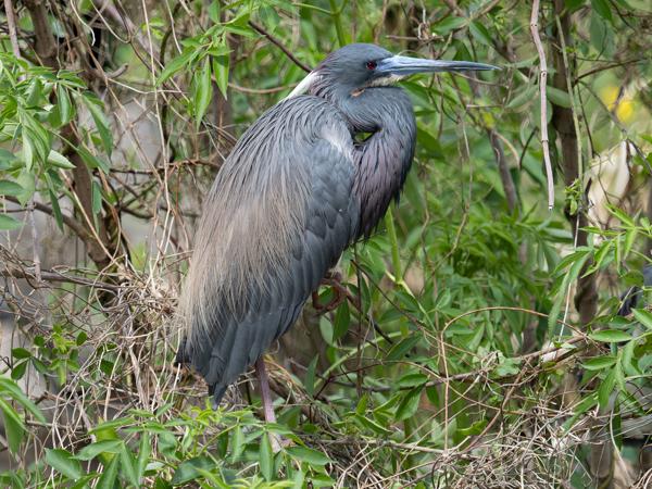 <h3><a href="/trips/orlando/biota/animalia/chordata/aves/015 pelecaniformes/002 ardeidae/egretta tricolor/egretta tricolor-nl.html">Egretta&nbsp;tricolor</a> / Tricolored&nbsp;heron / Witbuikreiger</h3>OM-1 Mark II met M.40-150mm F2.8 + MC-14, 1/2000 sec  bij F4.0, ISO 2000, afstand 8.46&nbsp;m